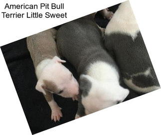 American Pit Bull Terrier Little Sweet