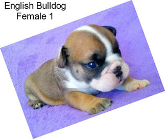 English Bulldog Female 1