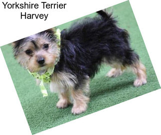 Yorkshire Terrier Harvey