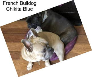 French Bulldog Chikita Blue