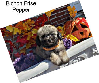 Bichon Frise Pepper