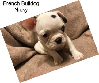 French Bulldog Nicky