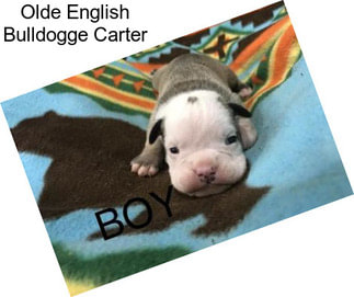 Olde English Bulldogge Carter