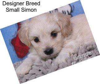 Designer Breed Small Simon