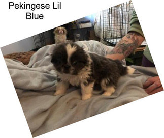 Pekingese Lil Blue
