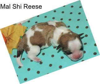 Mal Shi Reese