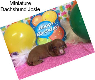 Miniature Dachshund Josie