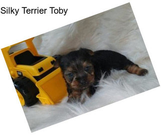 Silky Terrier Toby