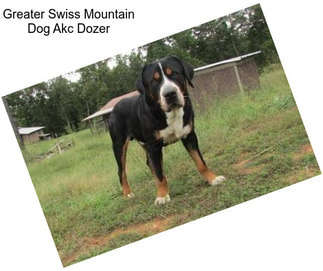 Greater Swiss Mountain Dog Akc Dozer