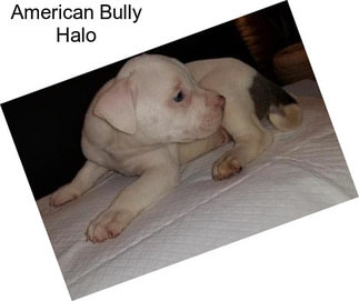 American Bully Halo