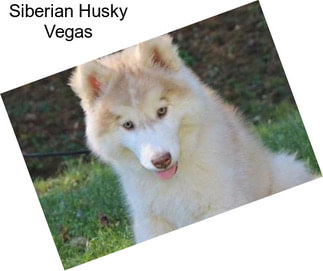 Siberian Husky Vegas