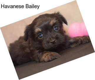 Havanese Bailey