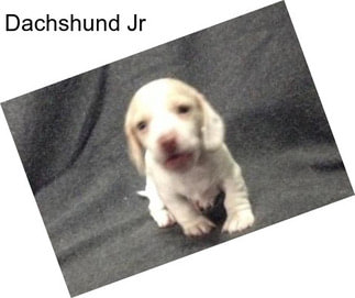 Dachshund Jr