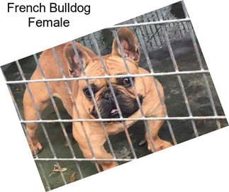 French Bulldog Female