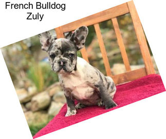 French Bulldog Zuly