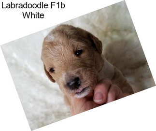 Labradoodle F1b White