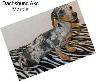 Dachshund Akc Marble