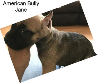 American Bully Jane