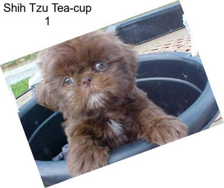 Shih Tzu Tea-cup 1