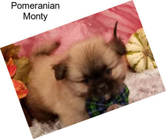 Pomeranian Monty