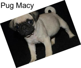 Pug Macy