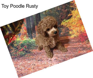 Toy Poodle Rusty