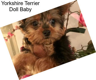 Yorkshire Terrier Doll Baby