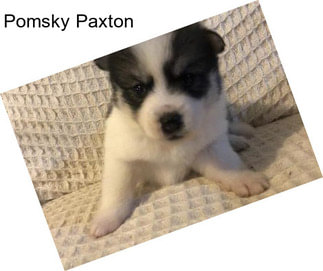 Pomsky Paxton