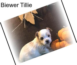 Biewer Tillie