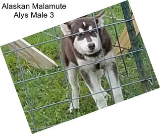 Alaskan Malamute Alys Male 3