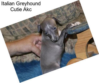 Italian Greyhound Cutie Akc