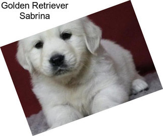 Golden Retriever Sabrina