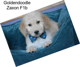 Goldendoodle Zaxon F1b