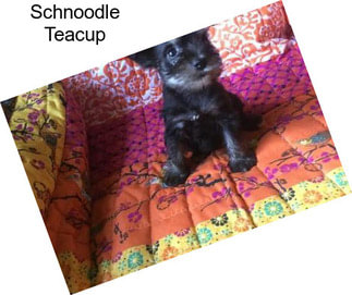 Schnoodle Teacup