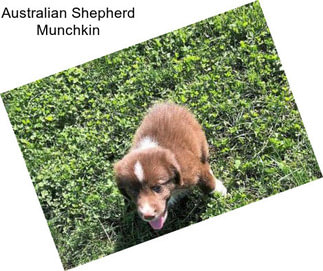 Australian Shepherd Munchkin