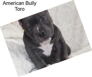 American Bully Toro