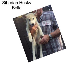 Siberian Husky Bella