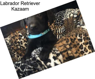 Labrador Retriever Kazaam