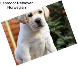 Labrador Retriever Norwegian