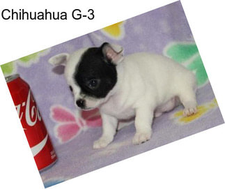 Chihuahua G-3