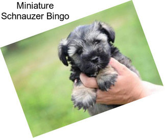 Miniature Schnauzer Bingo