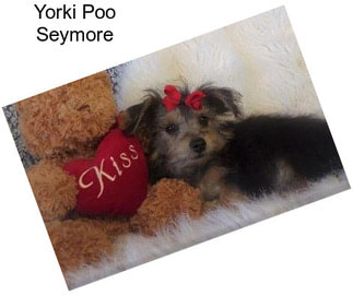 Yorki Poo Seymore