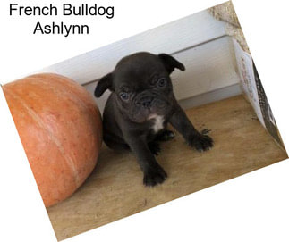 French Bulldog Ashlynn