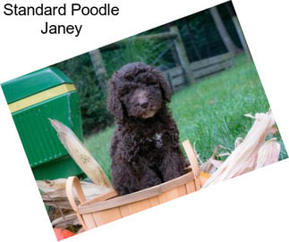 Standard Poodle Janey