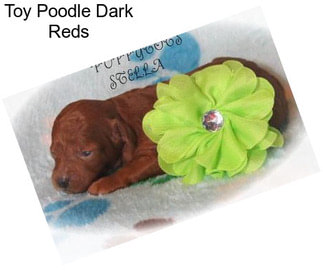 Toy Poodle Dark Reds