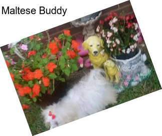 Maltese Buddy