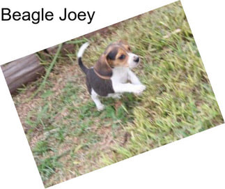 Beagle Joey