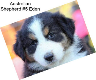 Australian Shepherd #5 Eden