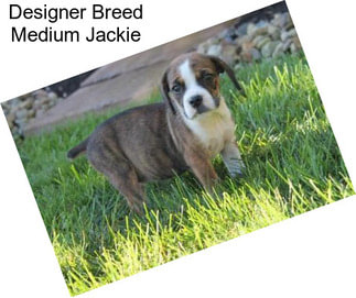 Designer Breed Medium Jackie