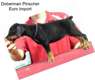 Doberman Pinscher Euro Import